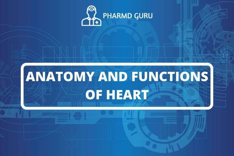 ANATOMY AND FUNCTIONS OF HEART