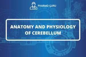 ANATOMY AND PHYSIOLOGY OF CEREBELLUM