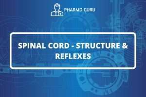 SPINAL CORD - STRUCTURE & REFLEXES