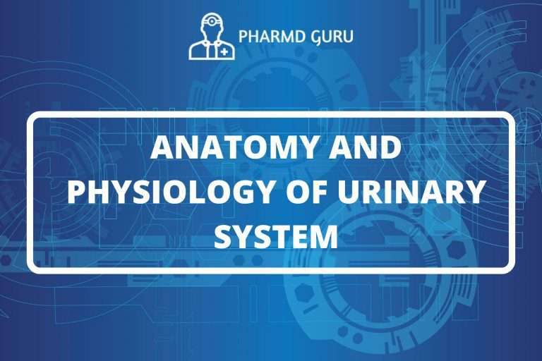 ANATOMY AND PHYSIOLOGY OF URINARY SYSTEM