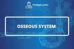 OSSEOUS SYSTEM
