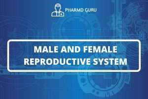 MALE AND FEMALE REPRODUCTIVE SYSTEM