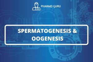 Spermatogenesis and oogenesis