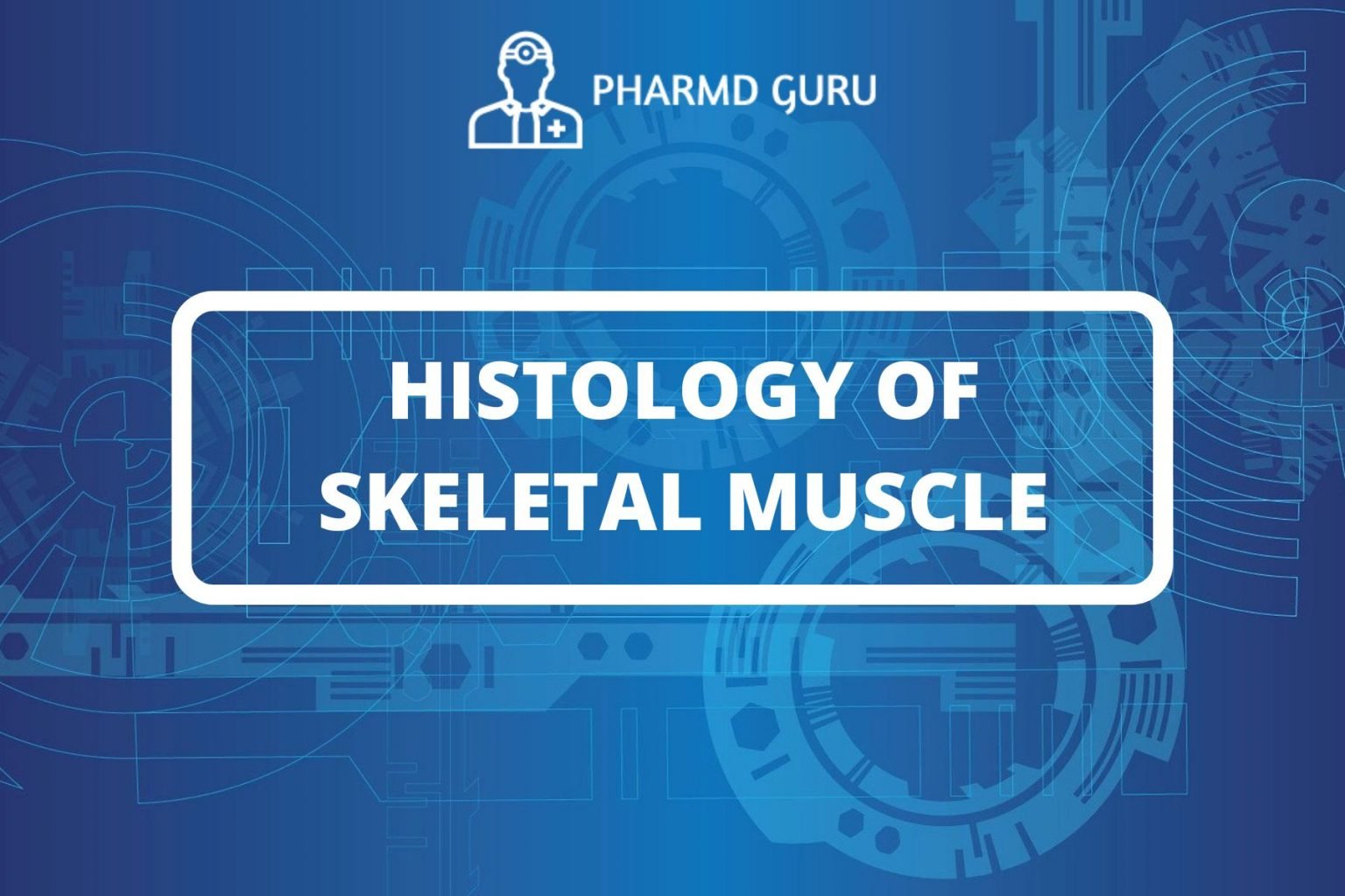 55. PHYSIOLOGY OF MUSCLE CONTRACTION - PHARMD GURU